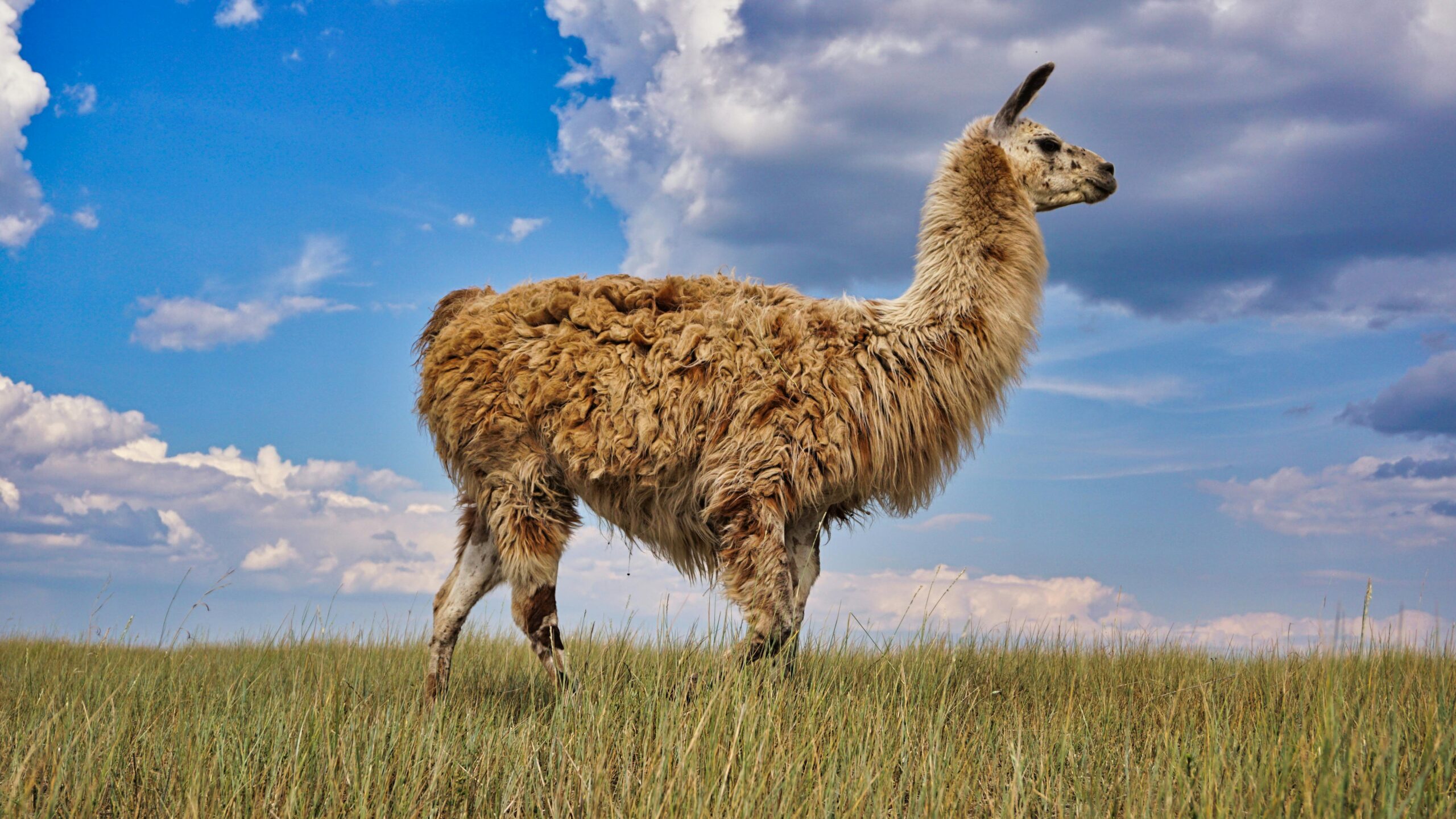 animales de campo