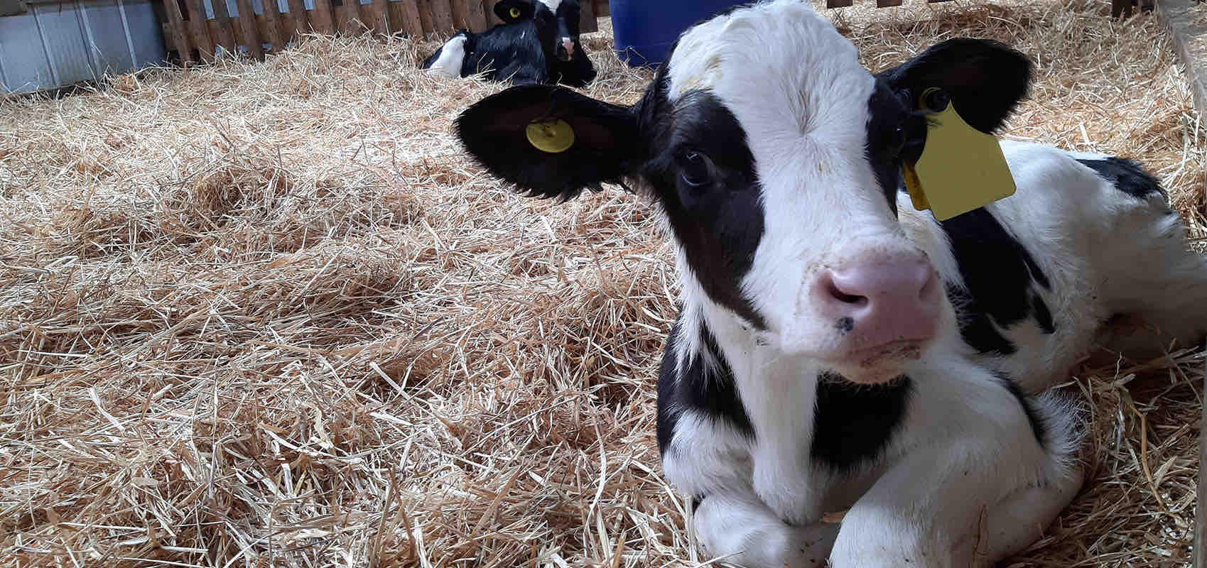 cría de vaca