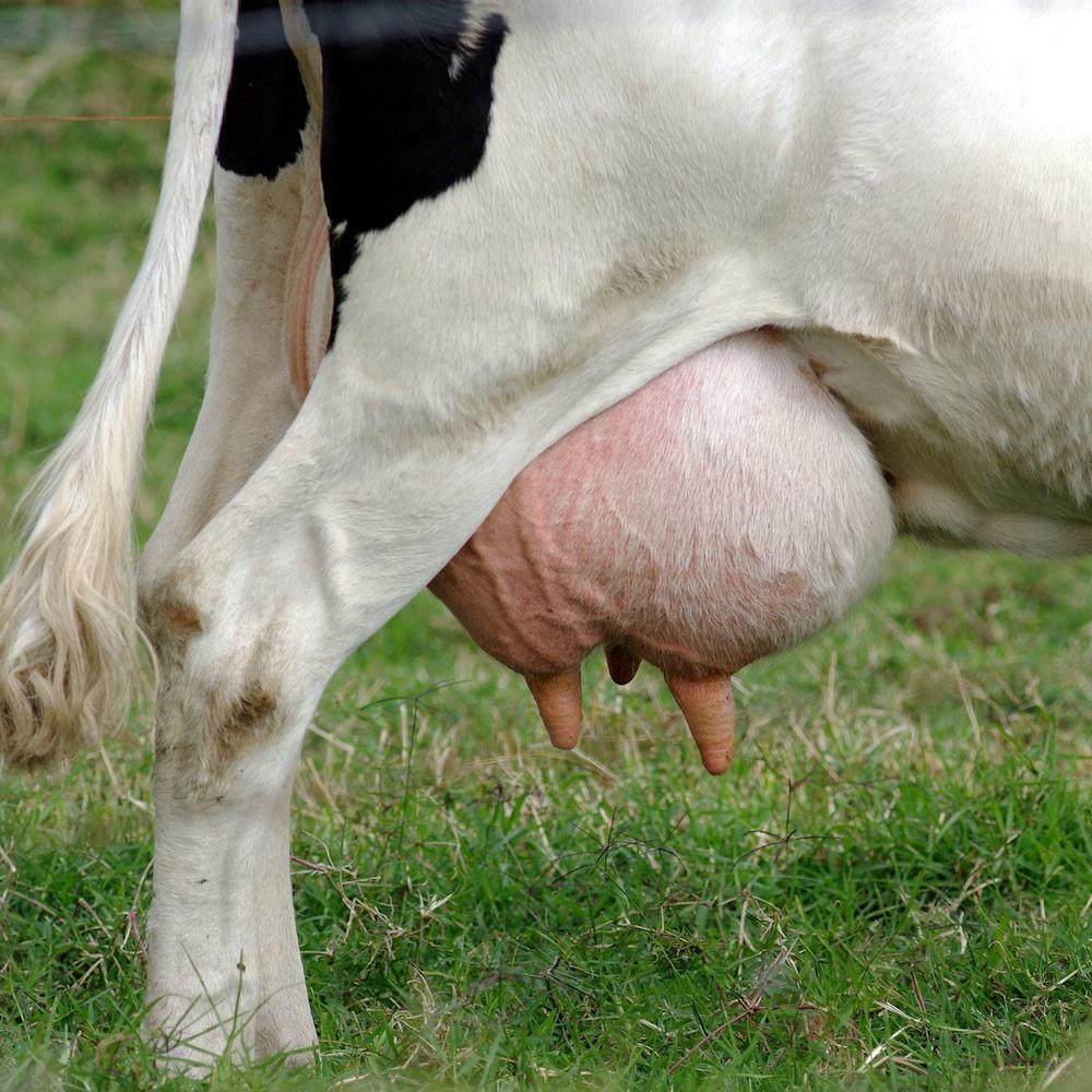 cuántas ubres tiene una vaca