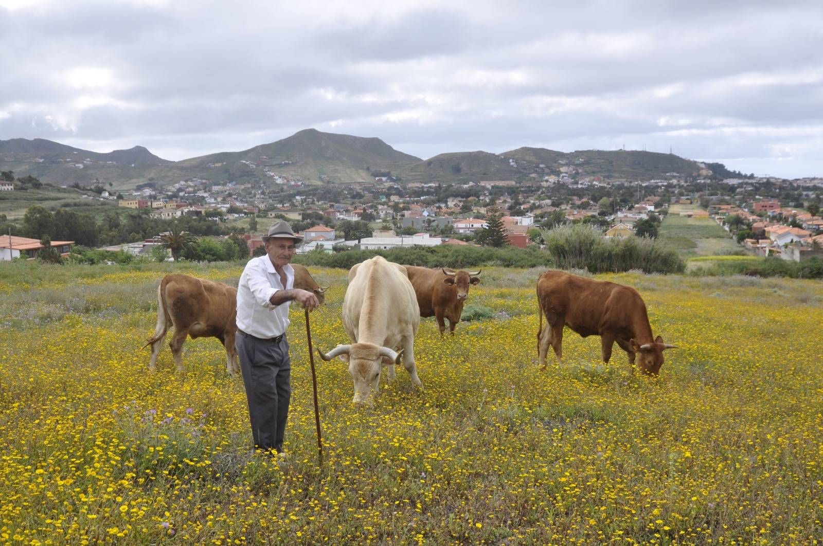 ganadería en Tenerife