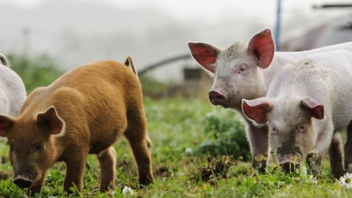 qué come un cerdo