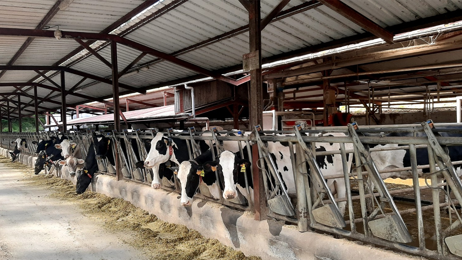 venta de vacas en Asturias